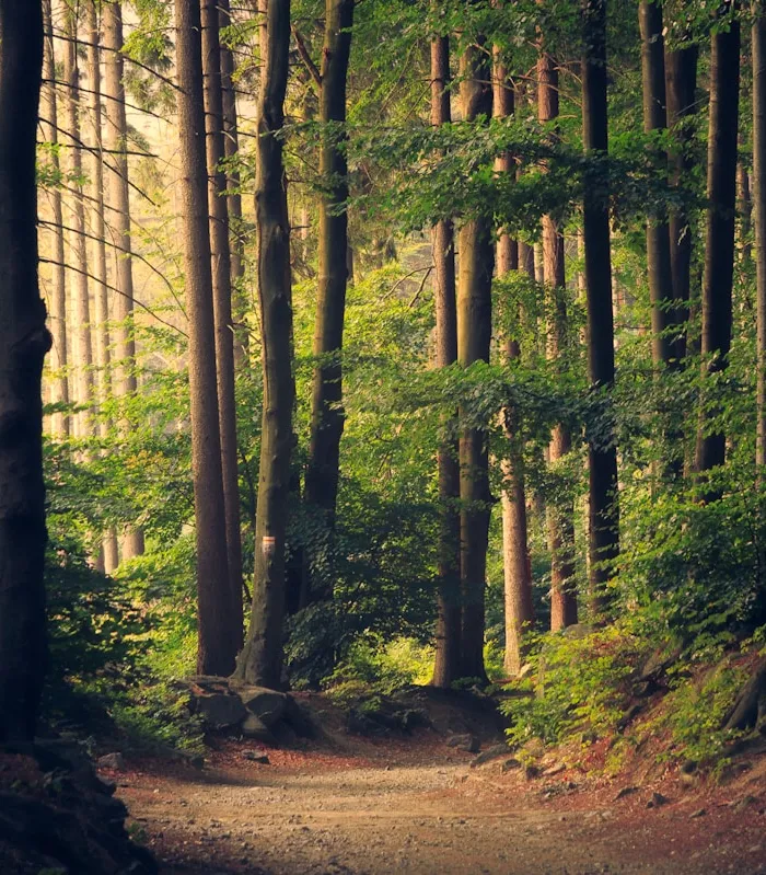 Sunlight illuminating a peaceful green forest
