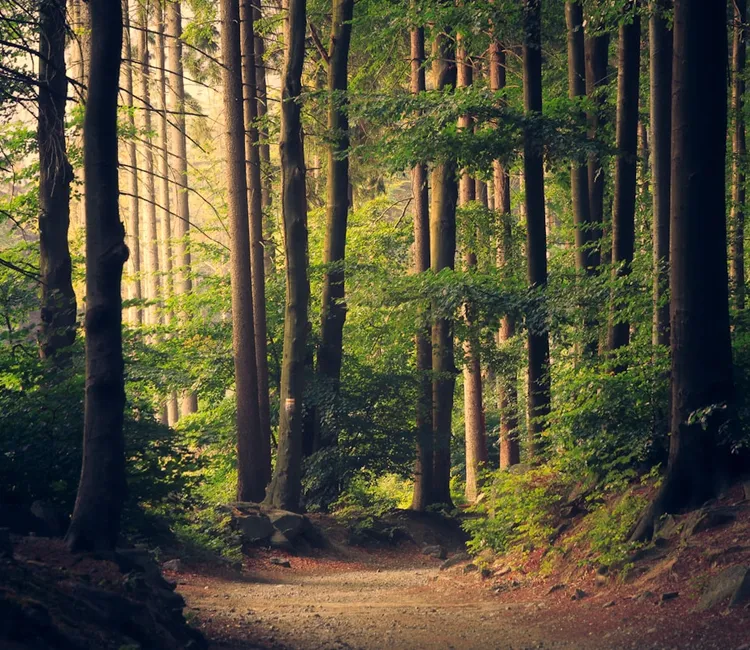 Soft sunlight finding its way through a green forest